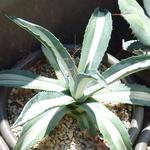 Agave americana 'Mediopicta Alba' - Honderdjarige aloë