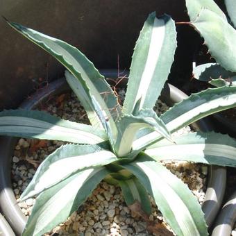 Agave americana 'Mediopicta Alba'