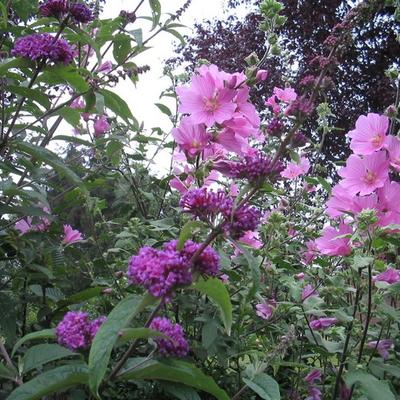 Vlinderstruik - Buddleja davidii 'Border Beauty'