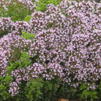 Origanum vulgare 'Compactum'