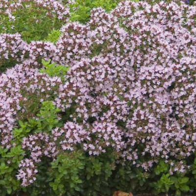 Wilde marjolein, oregano - Origanum vulgare 'Compactum'