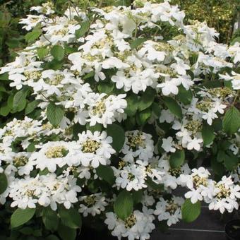 Viburnum plicatum 'Watanabe'