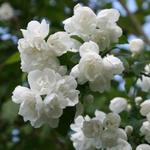 Philadelphus 'Virginal' - Boerenjasmijn - Philadelphus 'Virginal'