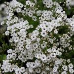 Gypsophila paniculata - Gipskruid