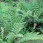 Polystichum polyblepharum - Naaldvaren