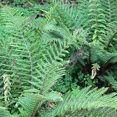 Naaldvaren - Polystichum polyblepharum