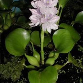 Eichhornia crassipes