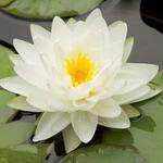 Nymphaea 'Albatros' - Witte waterlelie