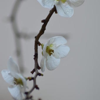 Chaenomeles x superba 'Jet Trail'