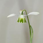 Galanthus 'Dionysus' - Sneeuwklokje