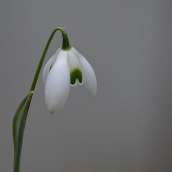 Galanthus 'Dionysus'