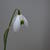 Galanthus 'Dionysus'