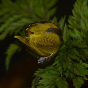 Adonis amurensis 'Fukujukai'