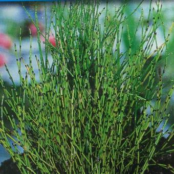 Equisetum scirpoides