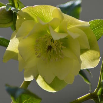 Helleborus orientalis