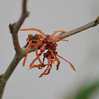 Hamamelis x intermedia 'Aphrodite'