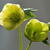 Helleborus orientalis