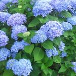 Hydrangea macrophylla  'Nikko Blue' - Boerenhortensia, bolhortensia