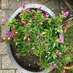 Polygala chamaebuxus 'Purple Passion' - Vleugeltjesbloem