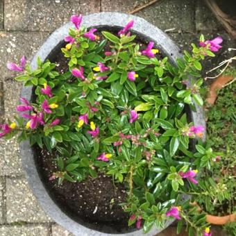 Polygala chamaebuxus 'Purple Passion'