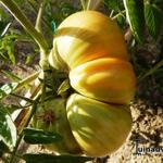 Solanum lycopersicum esculentum 'Pineapple' - Ananastomaat