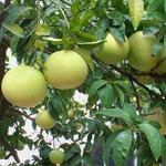 Citrus x paradisi - Grapefruit, roze pompelmoes