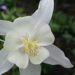 Aquilegia 'Silver Queen' - Akelei