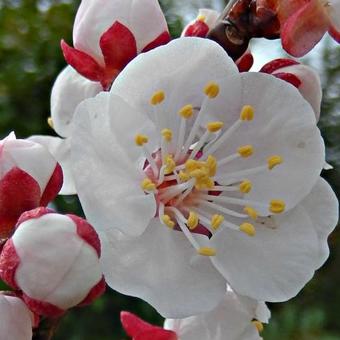 Prunus armeniaca 'Rouge du Roussillon'