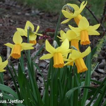 Narcissus 'Jetfire'