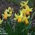 Narcissus 'Jetfire'