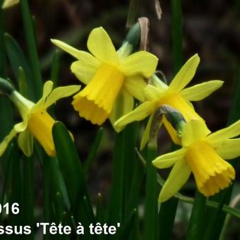 Narcissus 'Tête à tête'