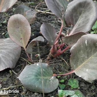 Bergenia hybride