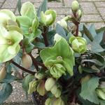 Helleborus x ericsmithii 'Winter Sunshine' - Nieskruid