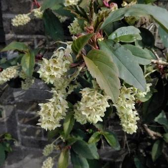 Ribes laurifolium