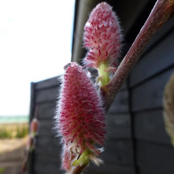 Salix gracilistyla 'Mount Aso'