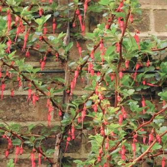 Ribes speciosum