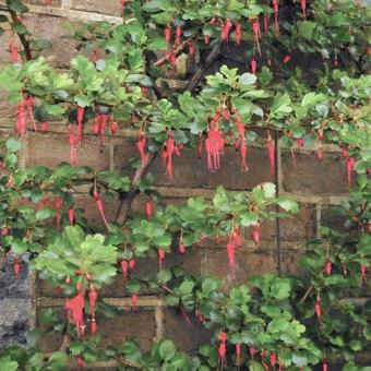 Ribes speciosum