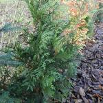 Thuja plicata 'Gelderland' - Reuzenlevensboom