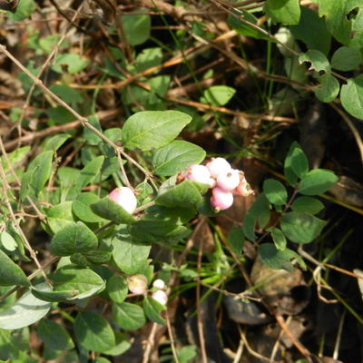 Symphoricarpos x doorenbosii 'White Hedge' - Sneeuwbes, Klapbes