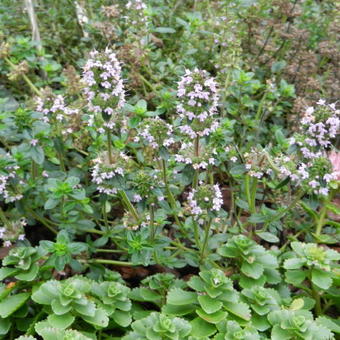 Thymus serpyllum 'Coccineus'