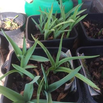 Allium hollandicum 'Purple Sensation'