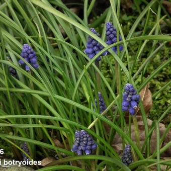 Muscari botryoides