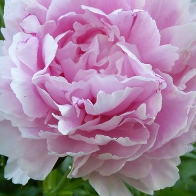 Pioen - Paeonia lactiflora 'Sarah Bernhardt'