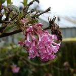 Sneeuwbal - Viburnum x bodnantense 'Dawn'