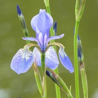 Iris sibirica 'Perry's Blue'