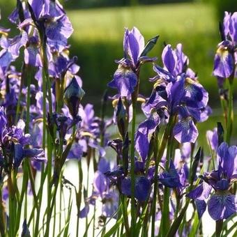 Iris sibirica 'Blue King'