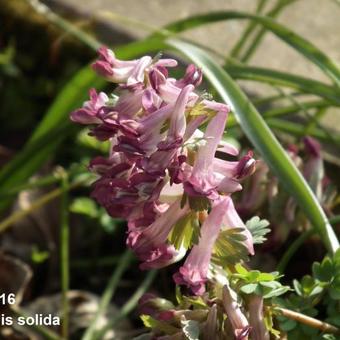 Corydalis solida