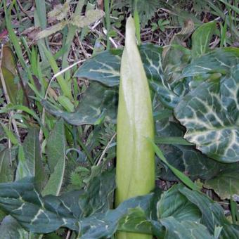 Arum italicum