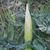 Arum italicum