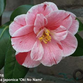 Camellia japonica 'Oki No Nami'